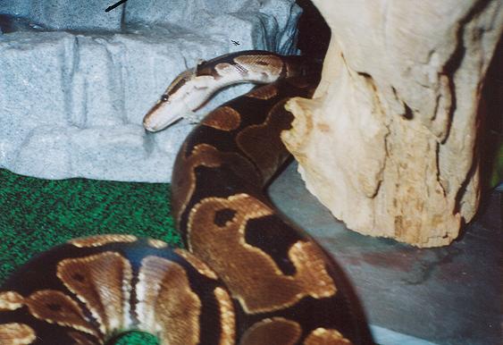 Shedding in progress